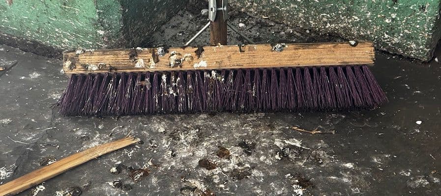 The Hidden Health Risks of Bird Droppings in Your Workplace