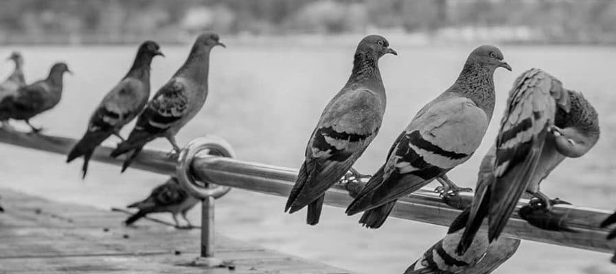 Pigeons in the Workplace: Understanding the Problem and How to Solve It