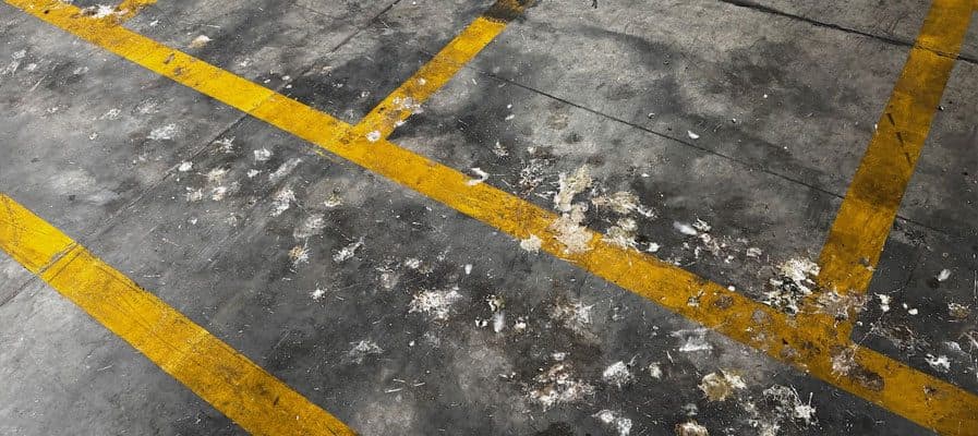 The Critical Role of Bird Control in Food Safety