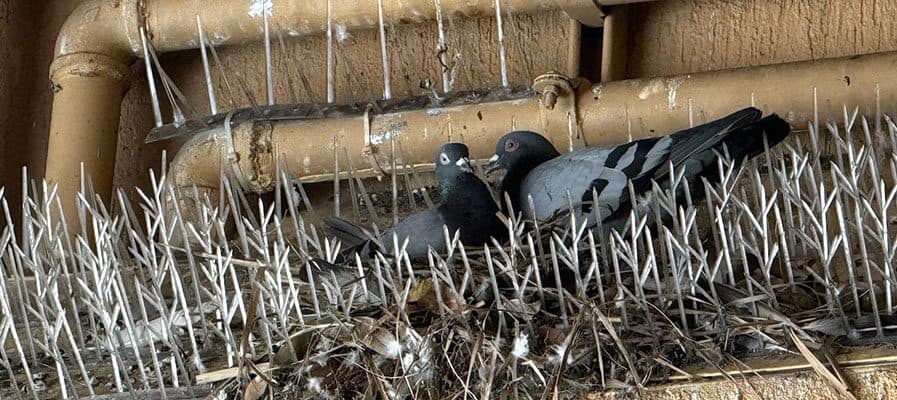 Why Bird Spikes Don’t Work: An Ineffective Approach to Bird Control