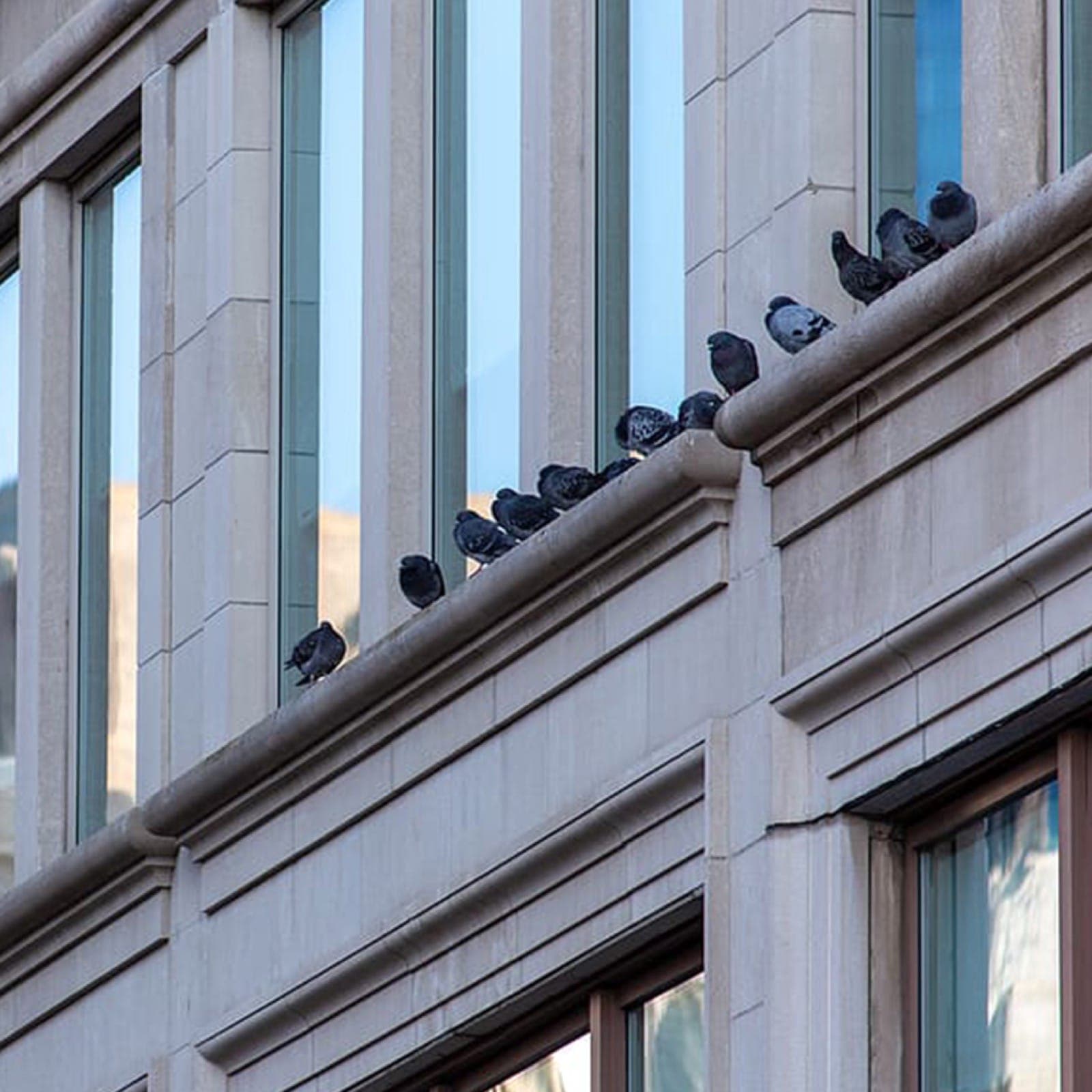 Vamoose bird repellent gel protecting building ledges, parapets & sills from roosting pest birds