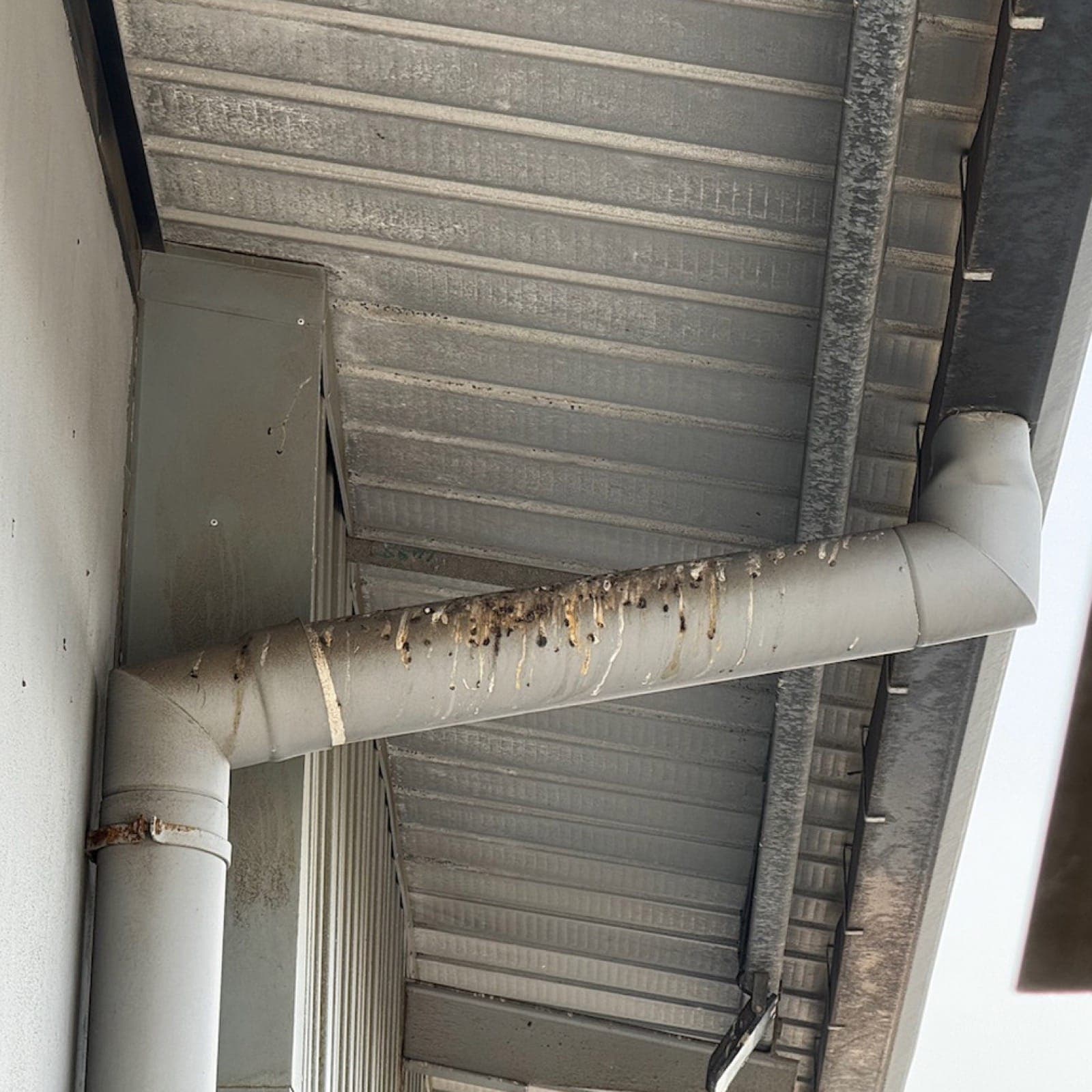 Vamoose bird repellent gel protecting gutters, downpipes & conduits from roosting pest birds