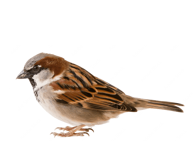 A house sparrow (Passer domesticus), a small pest bird that nests inside warehouses, food plants and retail ceilings