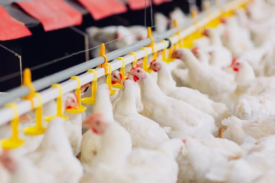 BCS wild-bird exclusion netting protecting a poultry farm and processing site from disease-carrying pest birds