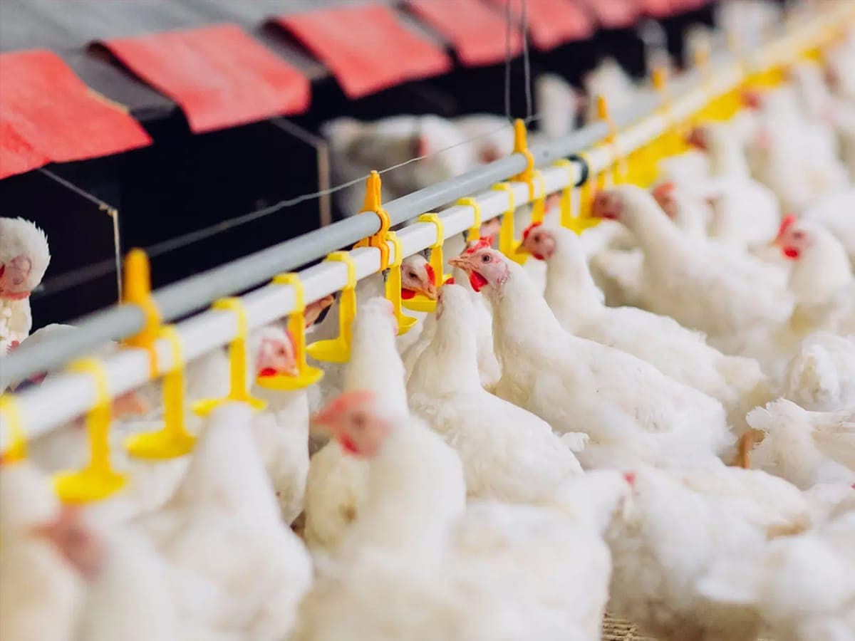 BCS wild-bird exclusion netting protecting a poultry farm and processing site from disease-carrying pest birds