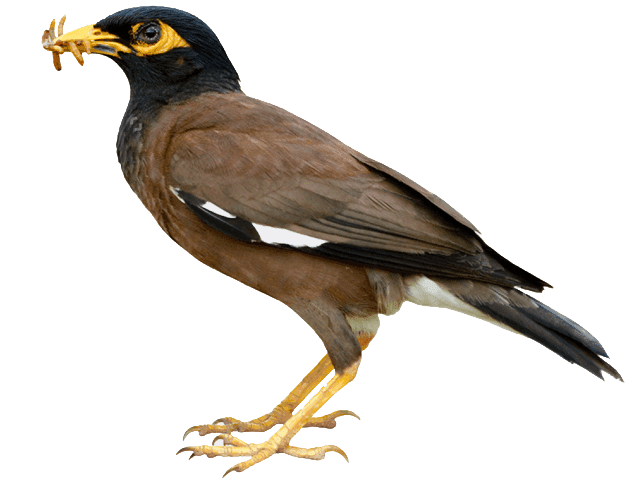 A common (Indian) myna (Acridotheres tristis), an aggressive invasive pest bird common at South African food and retail sites