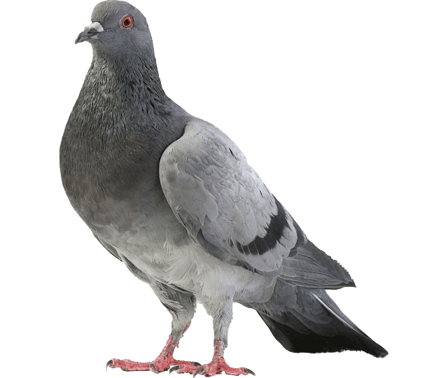 A feral pigeon (Columba livia), the most common pest bird fouling South African commercial and industrial buildings
