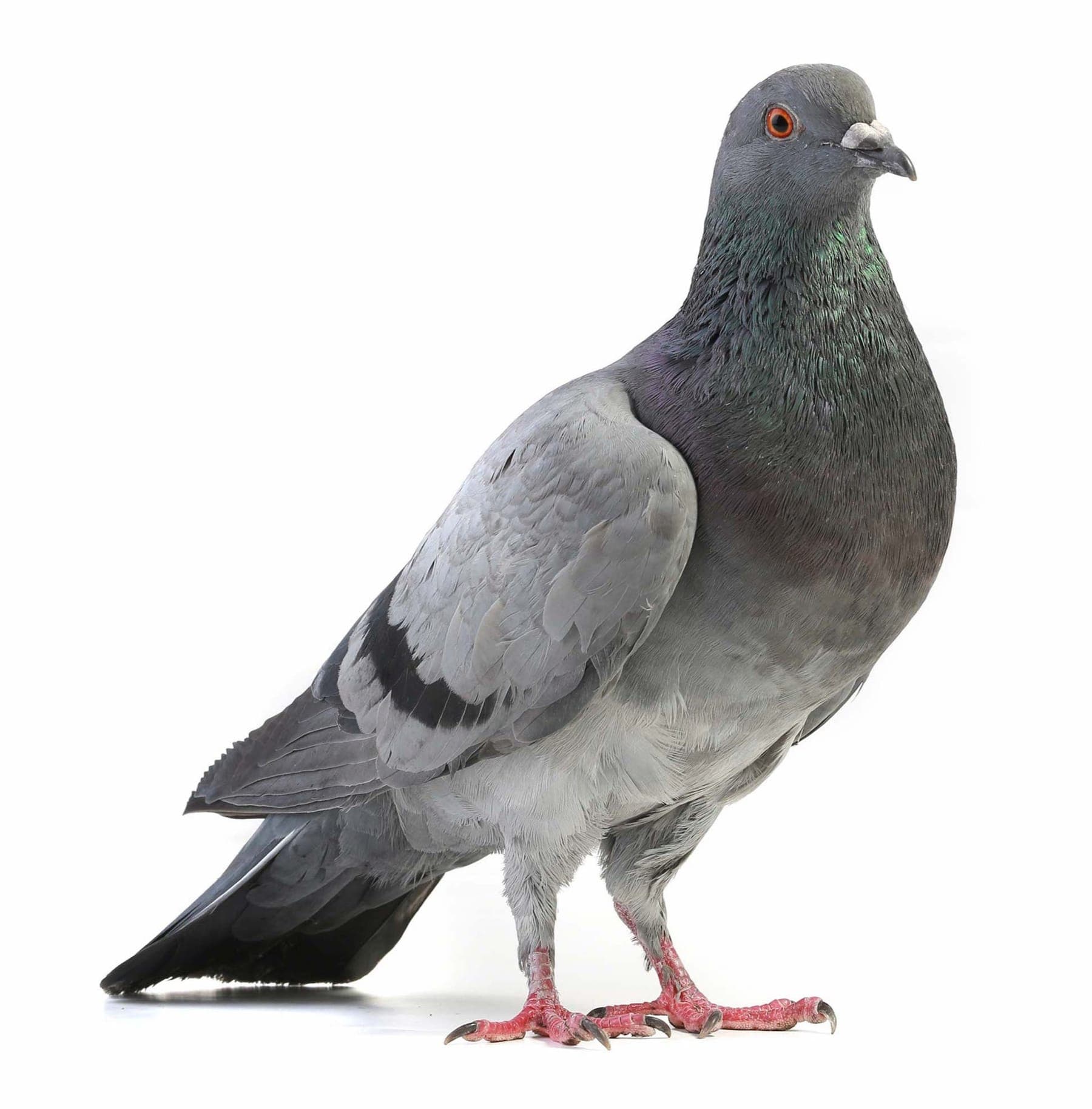 A feral pigeon perched on industrial building structure