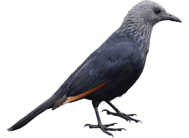 A red-winged starling (Onychognathus morio), a bold pest bird that roosts and nests on South African commercial buildings